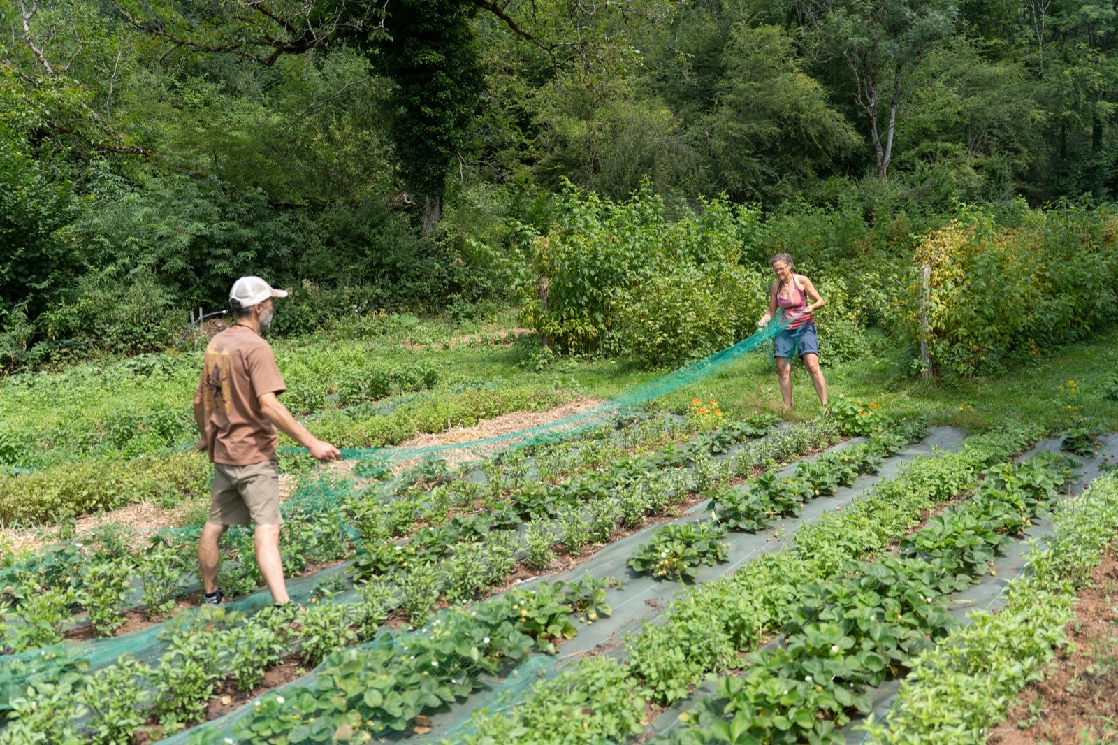Deux personnes tendent un filet de protection au-dessus des rangs, aux Jardins de la Sauge.